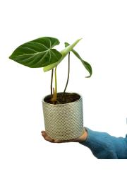 Filodendron Gloriosum M
