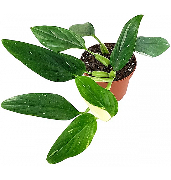 Philodendron Cobra ; Ø17 cm