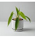 Filodendron 69686