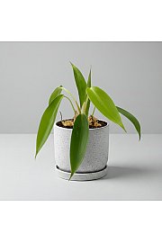 Filodendron 69686