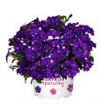 Petunija Surprise Sparkling Blue