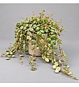 String of Turtles