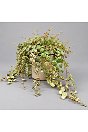 String of Turtles