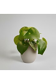 Peperomija polybot 'Raindrop'