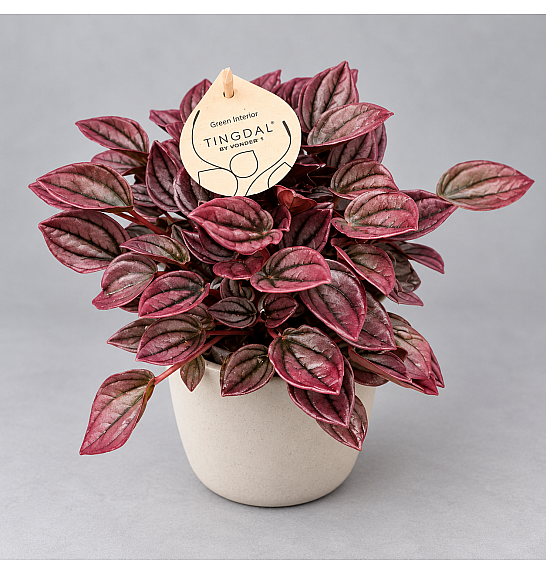 Peperomia Cayenne roze; 11 cm