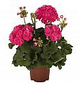 Pokončna pelargonija Survivor Idols Rosalinda