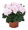 Pokončna pelargonija Survivor Idols Paperbloom