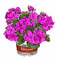 Viseča pelargonija Sunflair Amy  amethyst