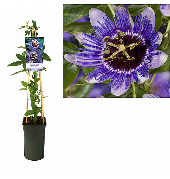 Passiflora Purple Haze C2,5 Lit. 40-60 cm