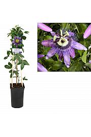 Pasijonka 'Betty Miles Young'