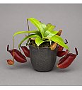 Nepenthes