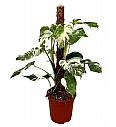Monstera variegata - L