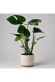 Monstera deliciosa - M