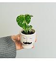 Monstera Thai Constellation - S