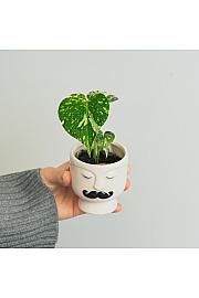 Monstera Thai Constellation - S