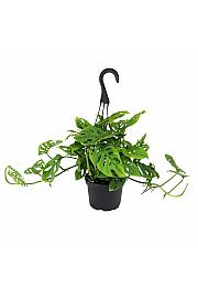 Monstera adansonii - obešanka