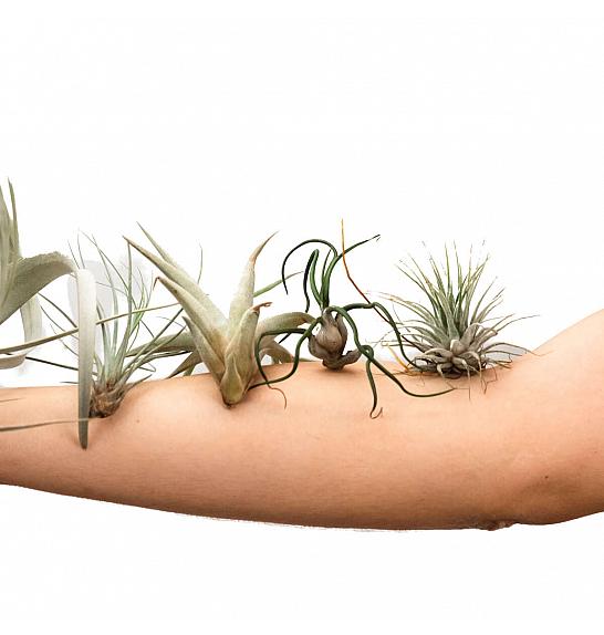 Mix Tillandsia exotic (4 kos)