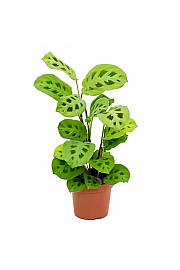Maranta Kerchoveana