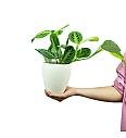 Maranta Lemon Lime