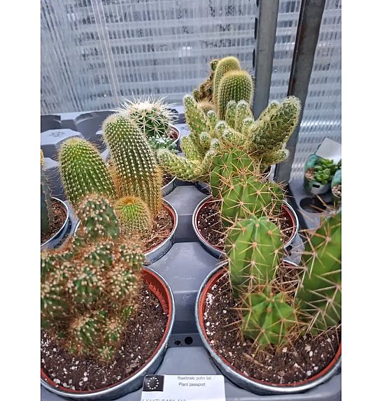 Kaktus mix; Ø12 cm