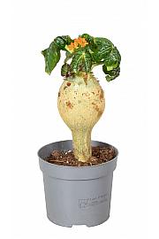 Rdečecvetna jatropa