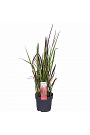 Imperata cylindrica 'Red Baron' C2 Lit.