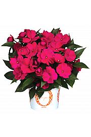 Novogvinejska vodenka SunPatiens Magenta