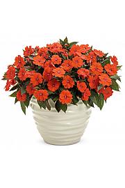 Novogvinejska vodenka SunPatiens Electric Orange