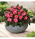 Novogvinejska vodenka SunPatiens Deep Rose