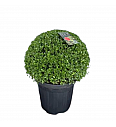 Ilex crenata Dark Green C5 Lit. Krogla 20/25 cm