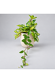 Hoya - Carnosa