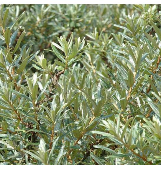Hippophae rhamnoides ´ Opylovač´ C3 Lit. 40-60 cm