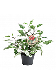 Hibiskus variegata