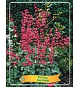Heuchera Coral Petite