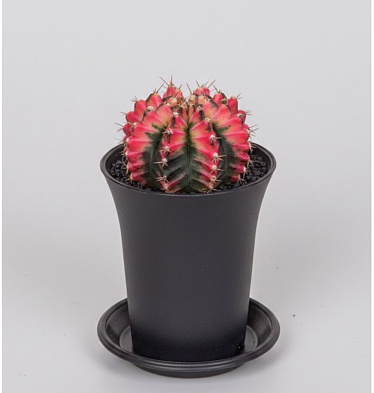 Gymnocalycium mihanovichii 'Variegata' – Ø8 cm