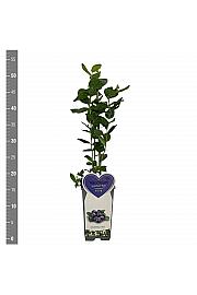 Ameriška borovnica Duke