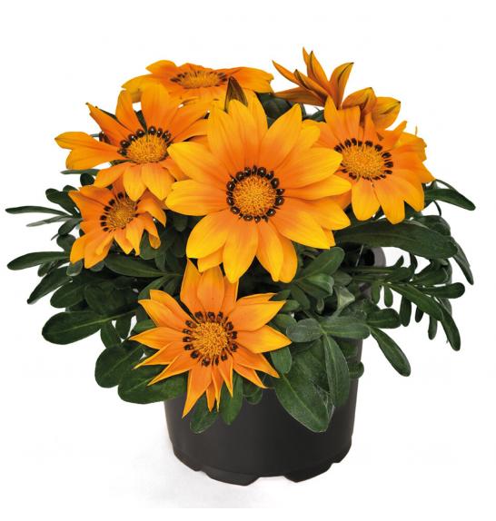 GAZANIA mix o14