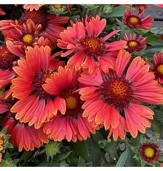 Gaillardia Spintop Red Ø11