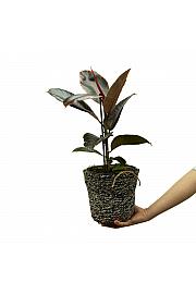 Ficus elastica