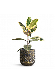 Ficus elastica robusta