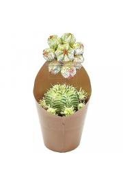 Euphorbia Meloformis Variegata