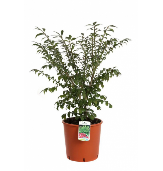 Euonymus alatus Compactus Ø23 30-40 cm