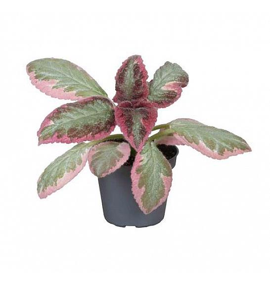 Episcia Pink Smoke; Ø12 cm