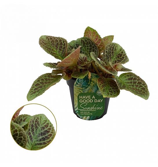 Episcia Shimmer; Ø12 cm