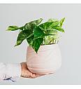 Potos Marble Queen