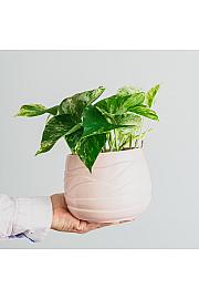 Potos Marble Queen