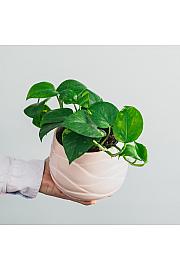 Potos Aureum