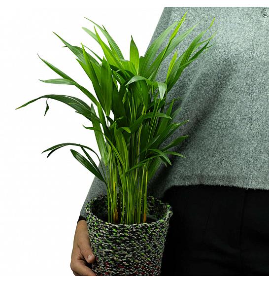 Dypsis lutescens Chrysalidoca Areca ;Ø14 cm