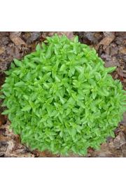 Origano