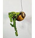 Dischidia nummularia - polžek